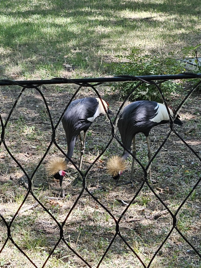 Black crowned cranes