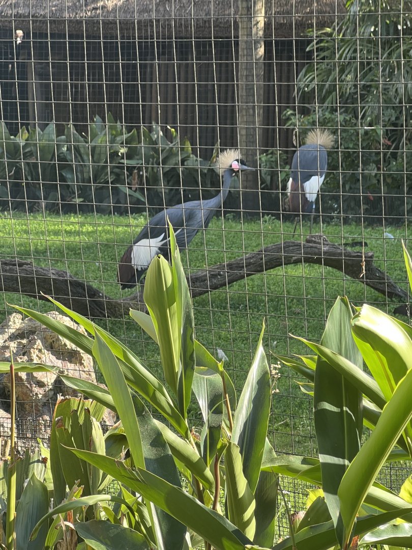 Black Crowned Cranes