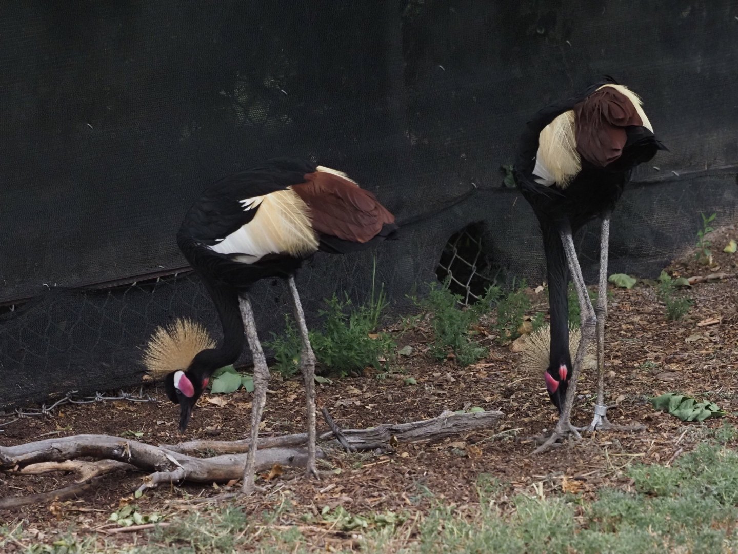 Black Crowned Cranes