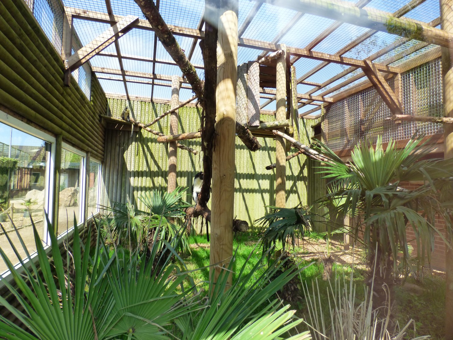 Black-crowned Guenon and Diana Monkey exhibit