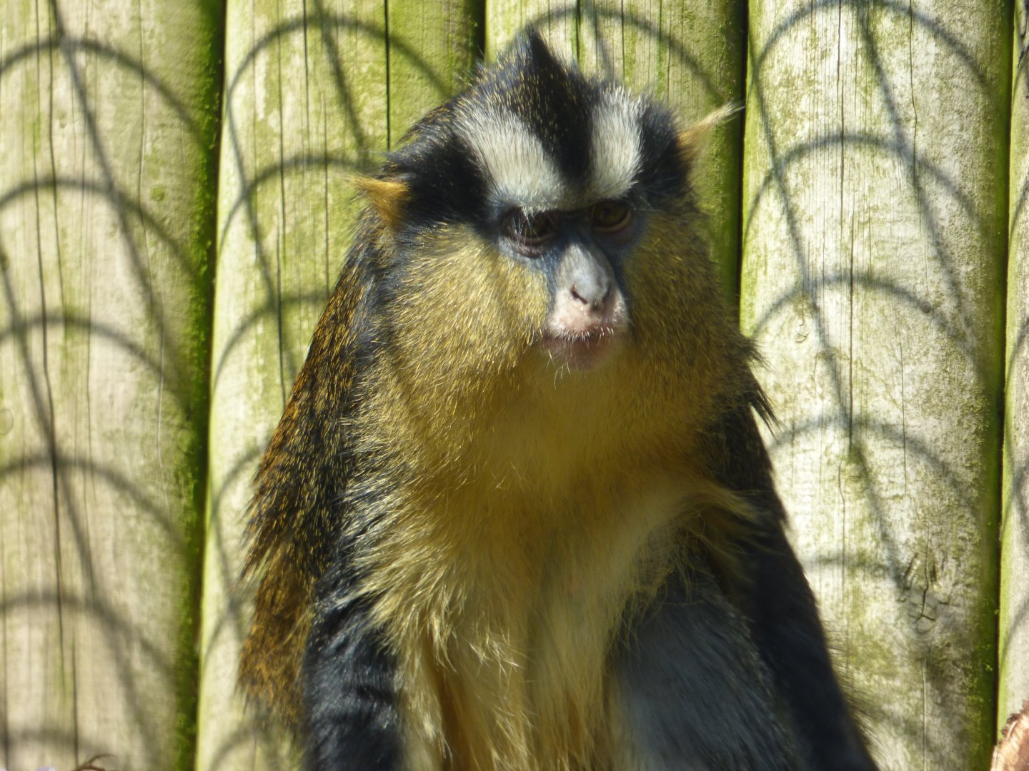 Black-crowned Guenon