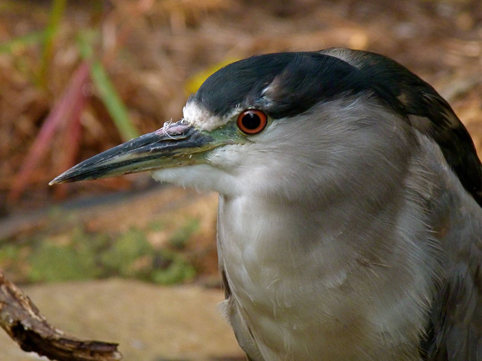 Black Crowned Heron