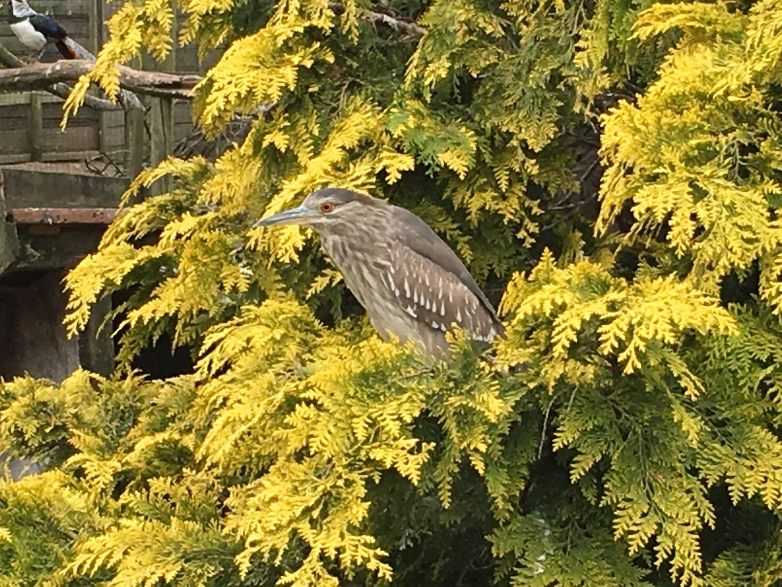 Black-crowned Night Heron 010516