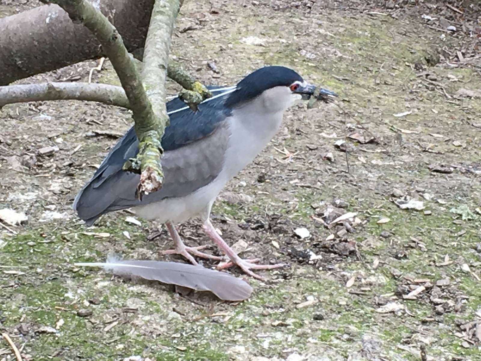 Black-crowned Night Heron 010516
