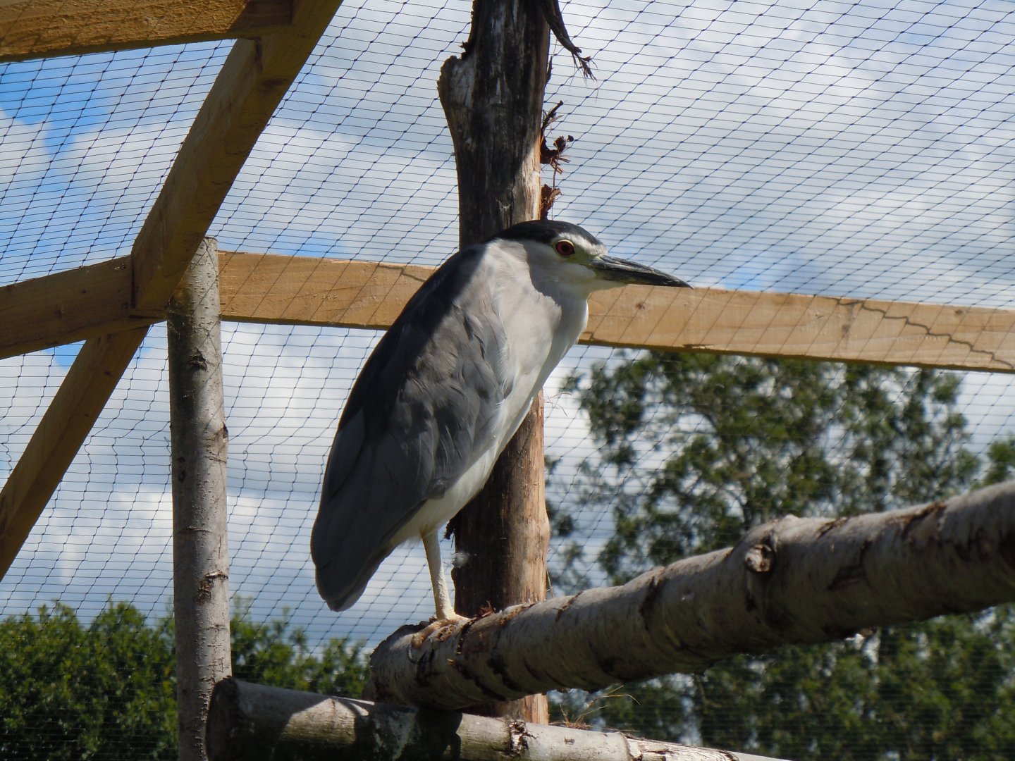 Black-crowned night heron 030820