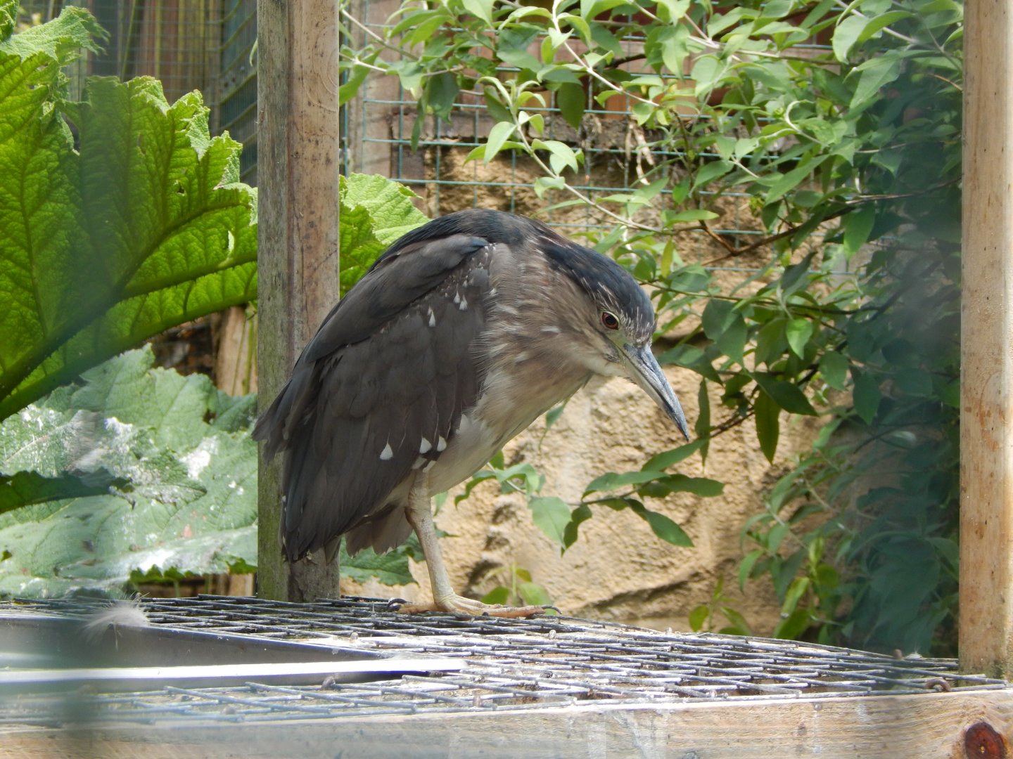 Black-crowned night heron 050625