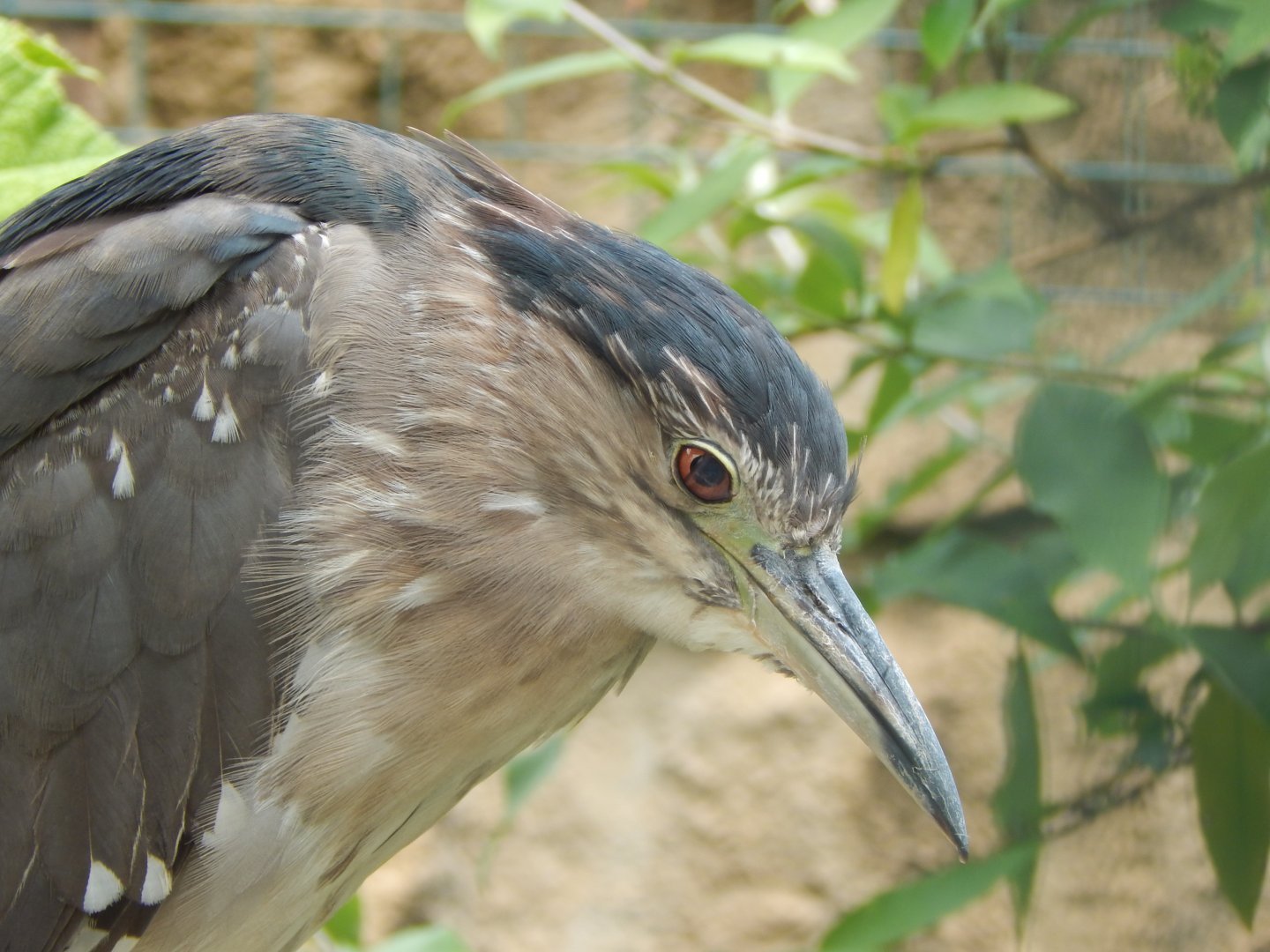 Black-crowned night heron 050625