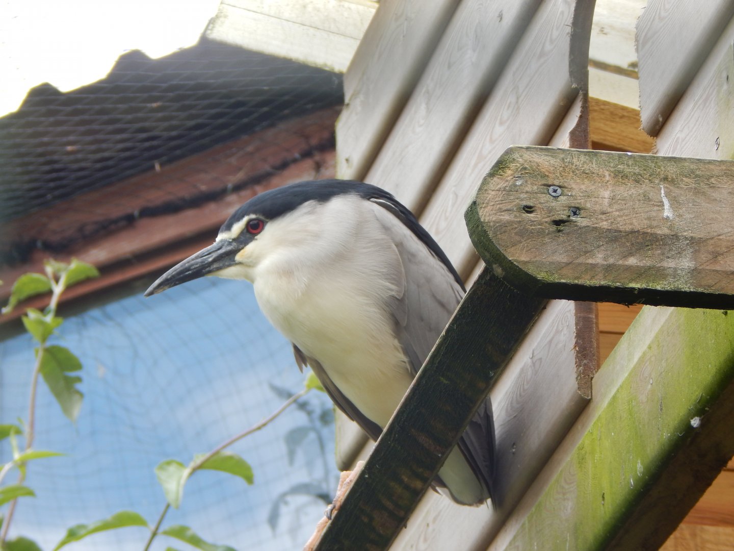Black-crowned night heron 050625