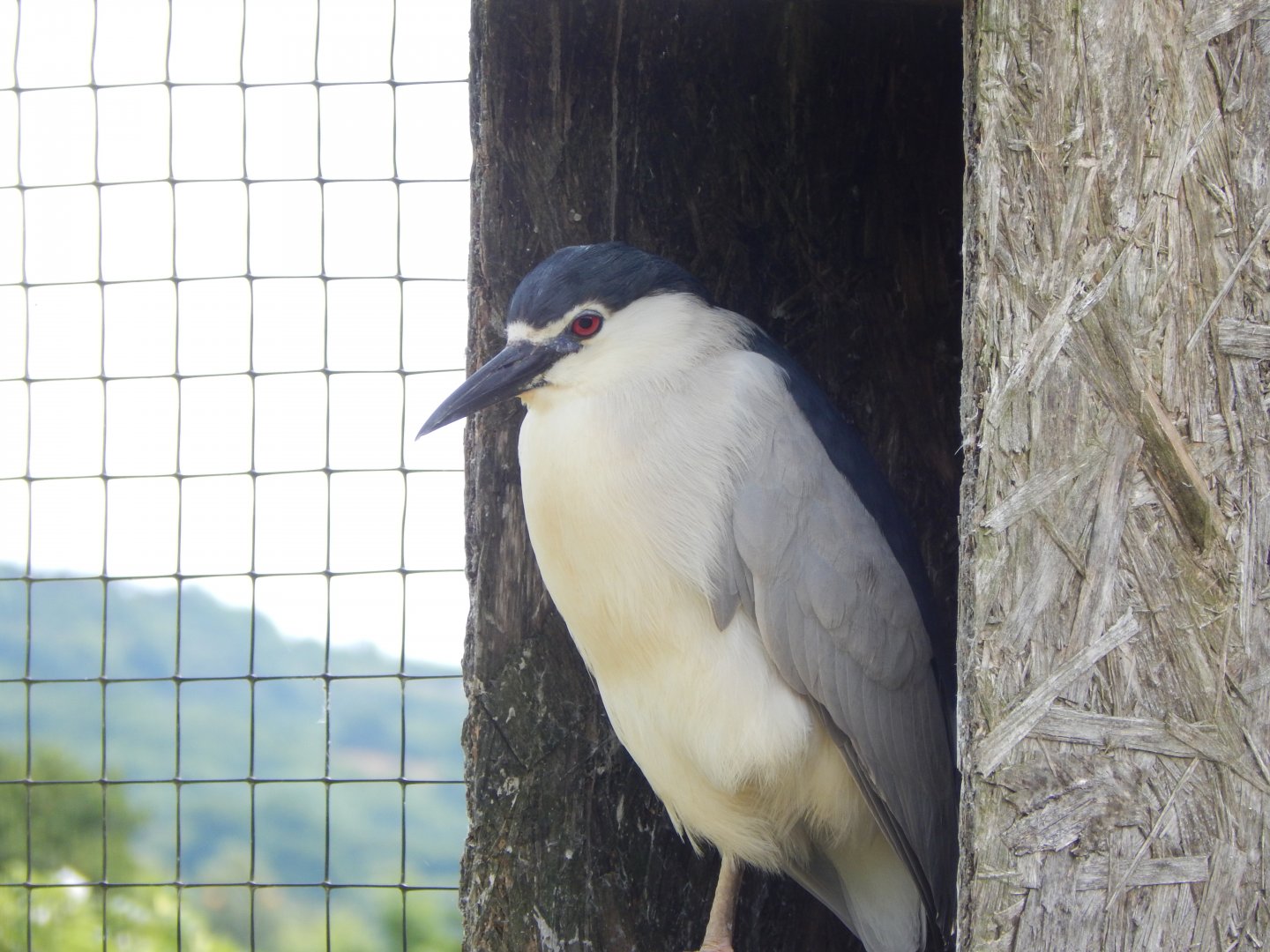 Black-crowned night heron 060625