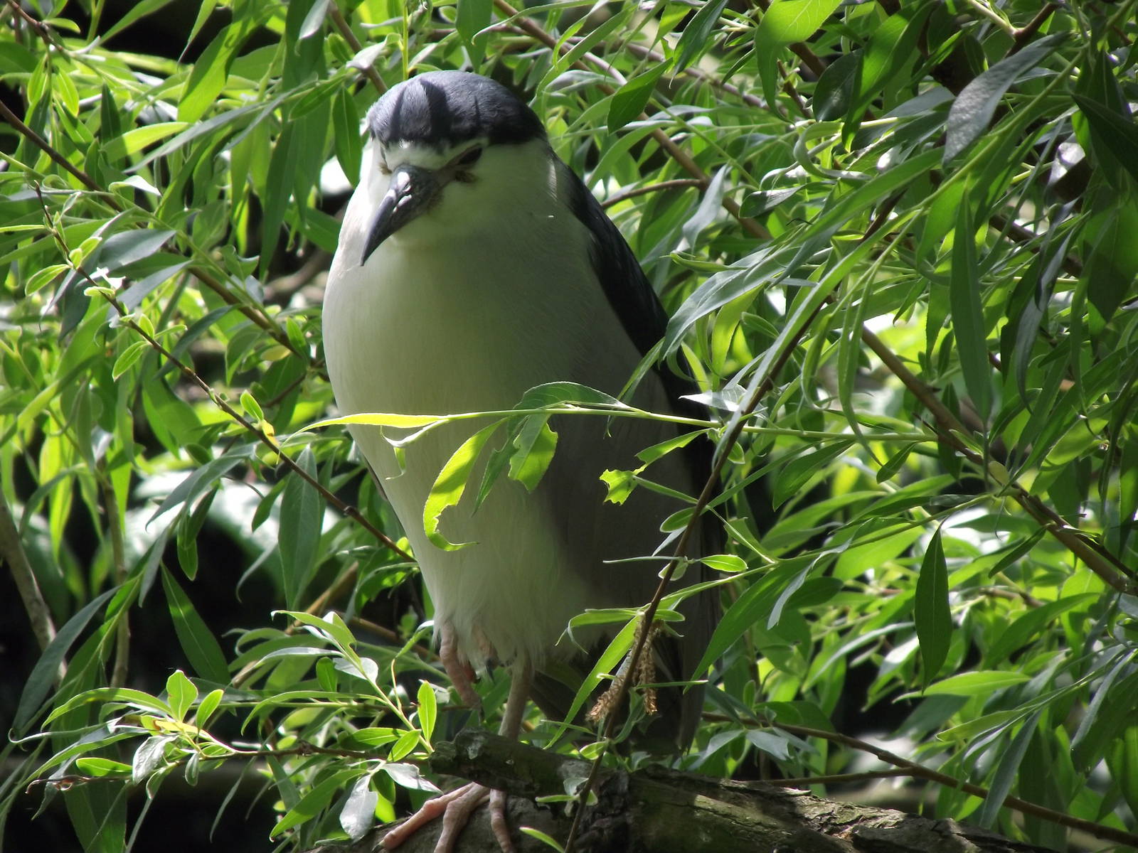 black crowned night heron 070511