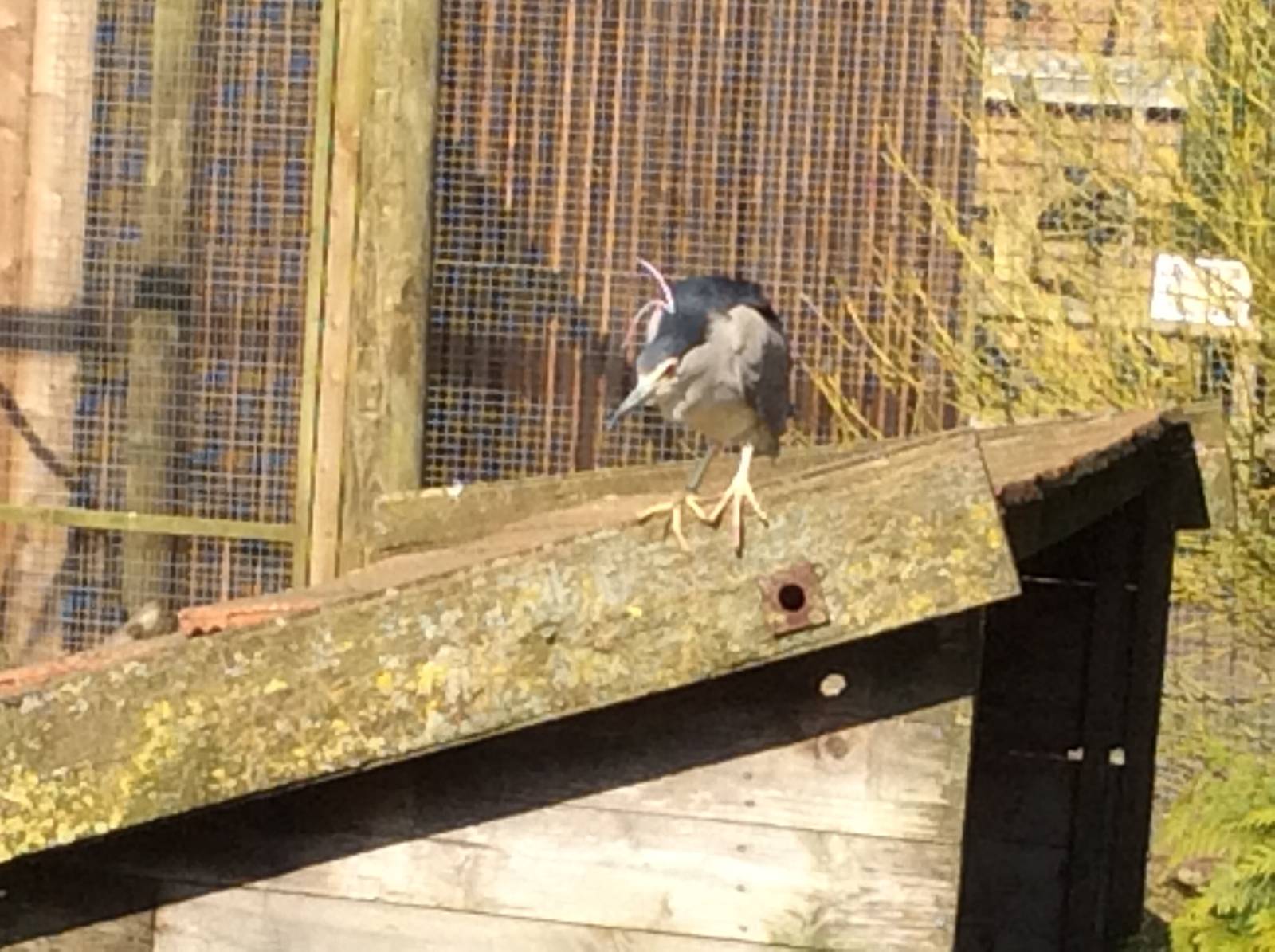 Black-crowned Night Heron 090314