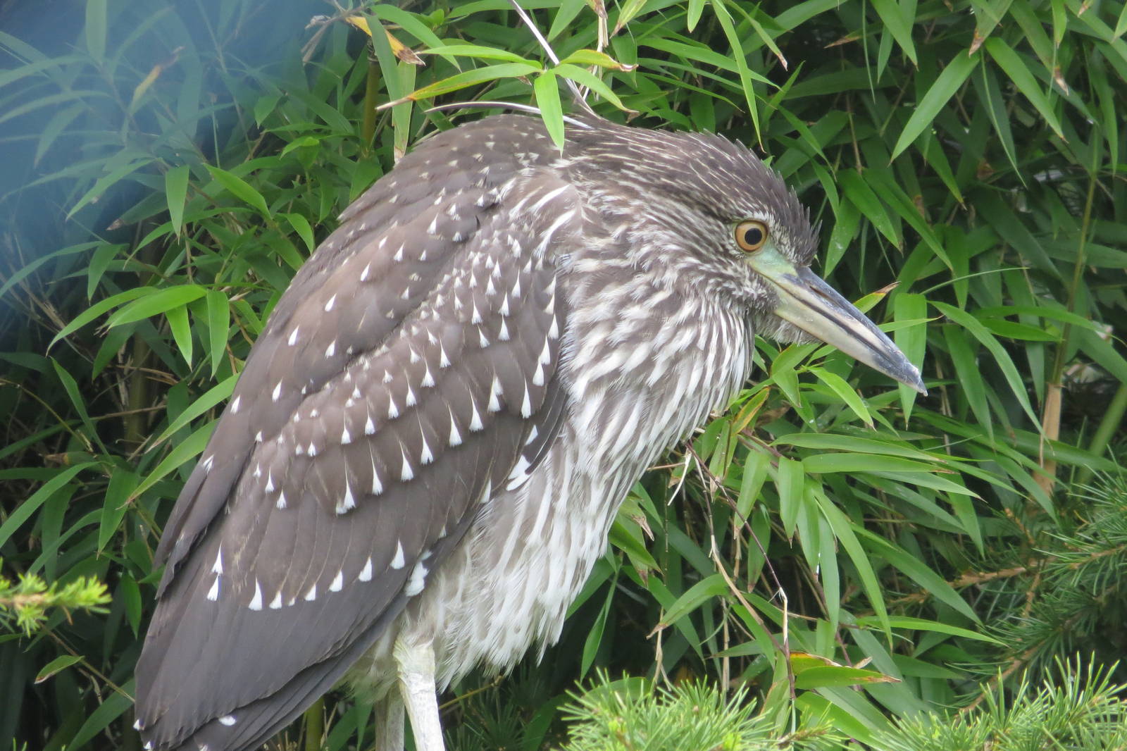 Black-crowned Night Heron 090815