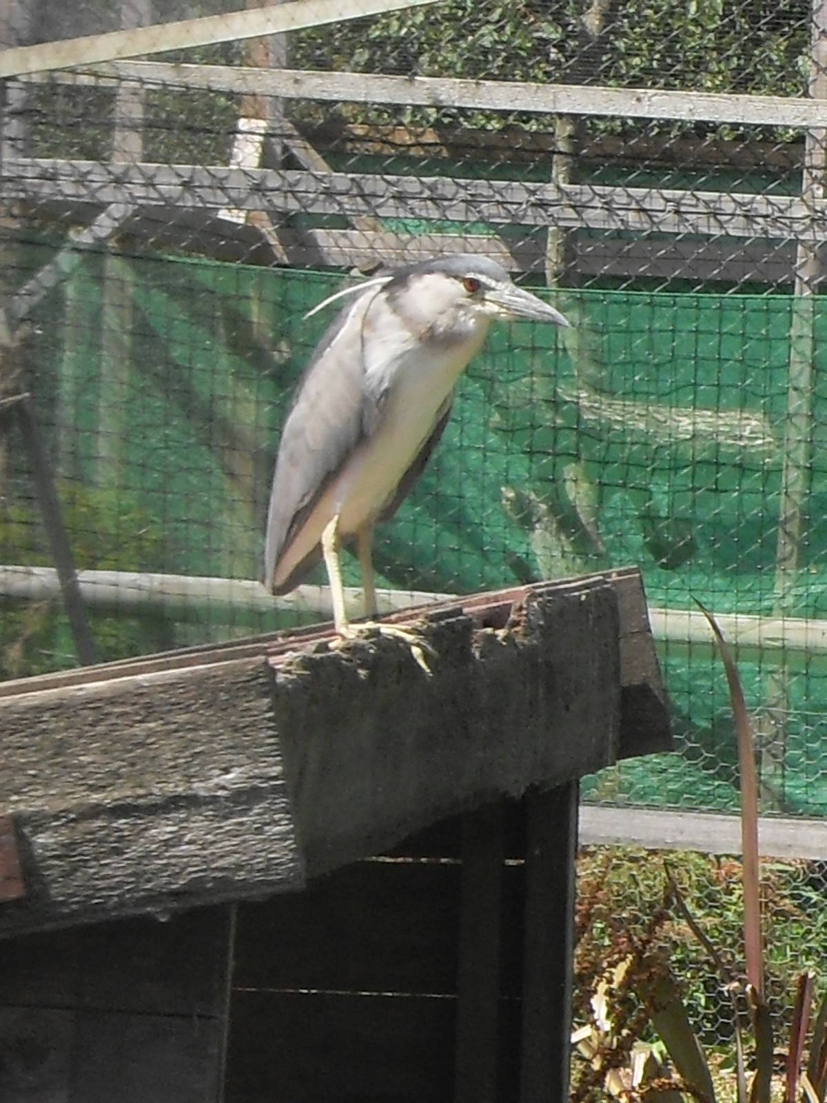 black-crowned night heron 1 07/10