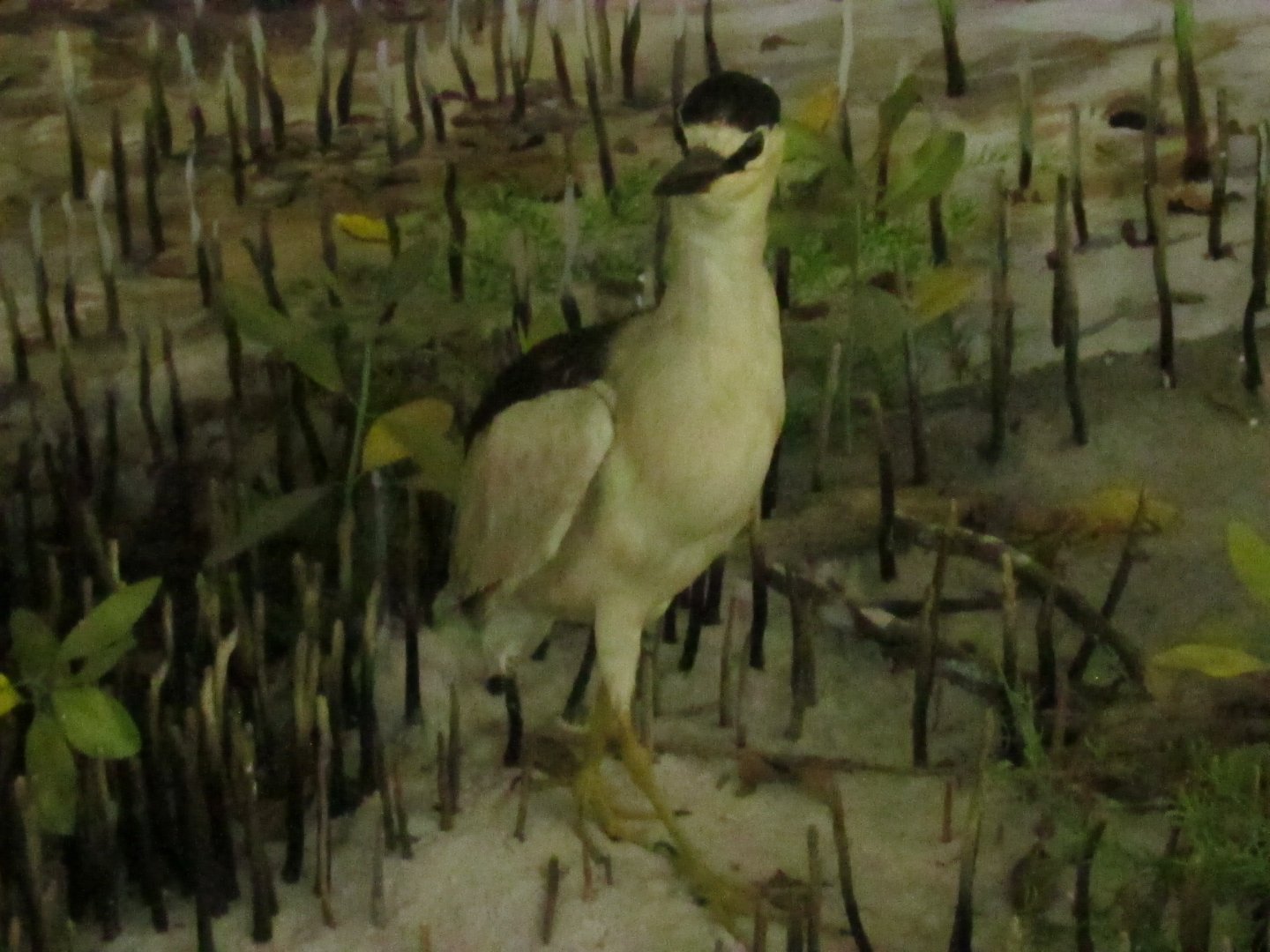 Black Crowned Night Heron 1