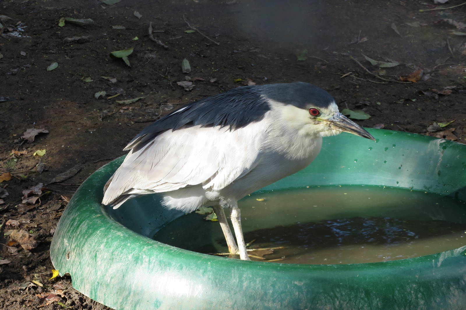 Black-crowned Night Heron 10/14