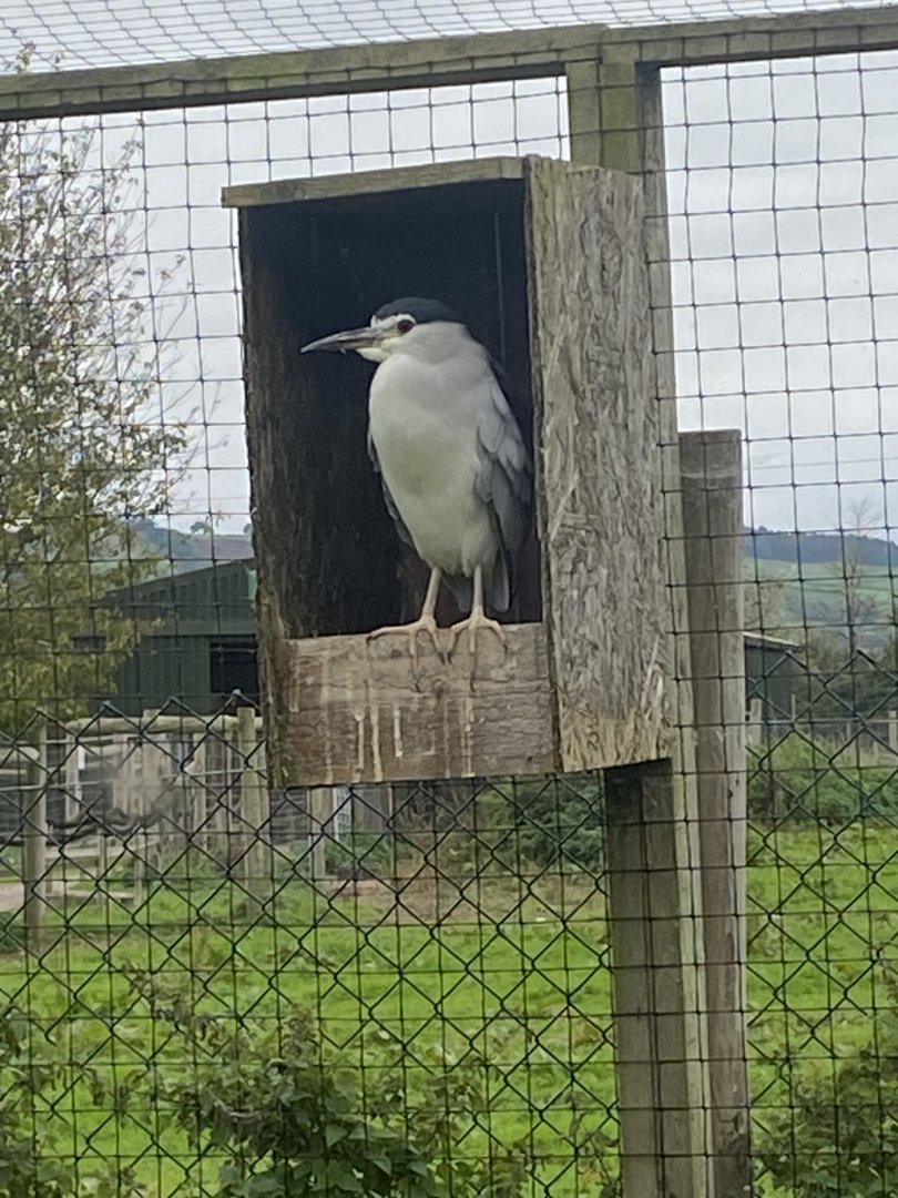 Black-crowned night heron 101025