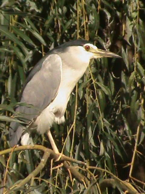 black crowned night heron 160911