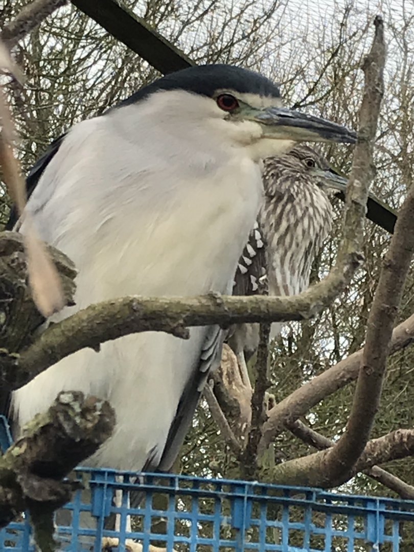 Black-crowned night heron 170219