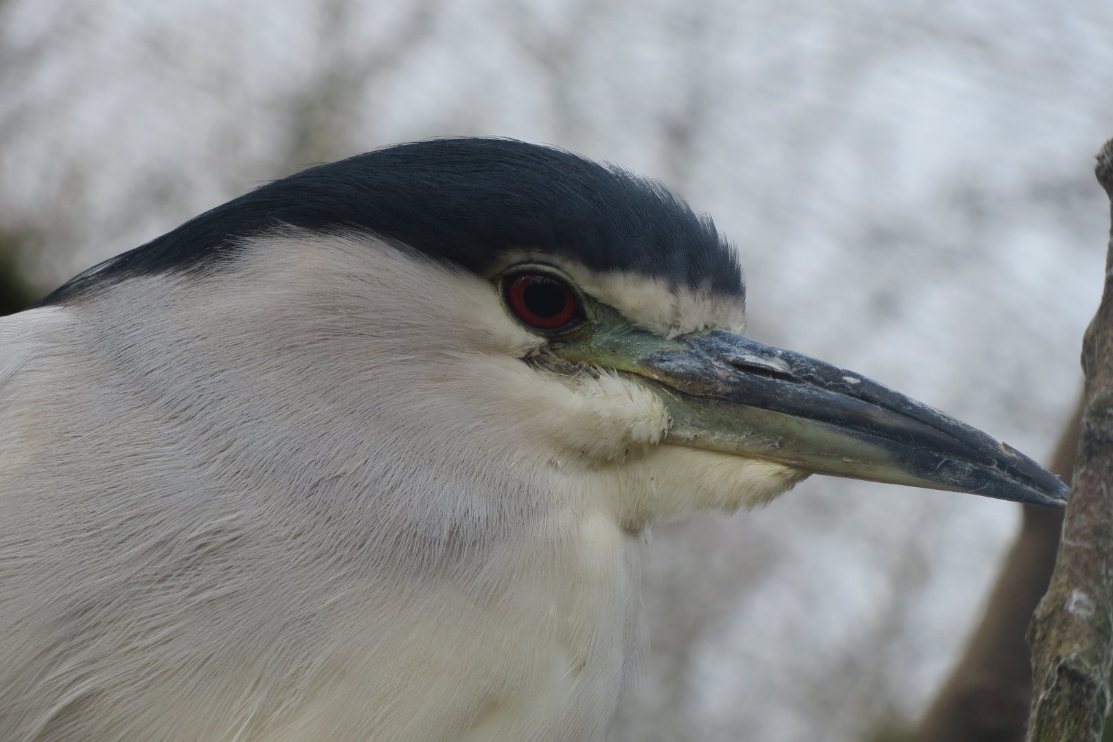 Black-crowned night heron 170219