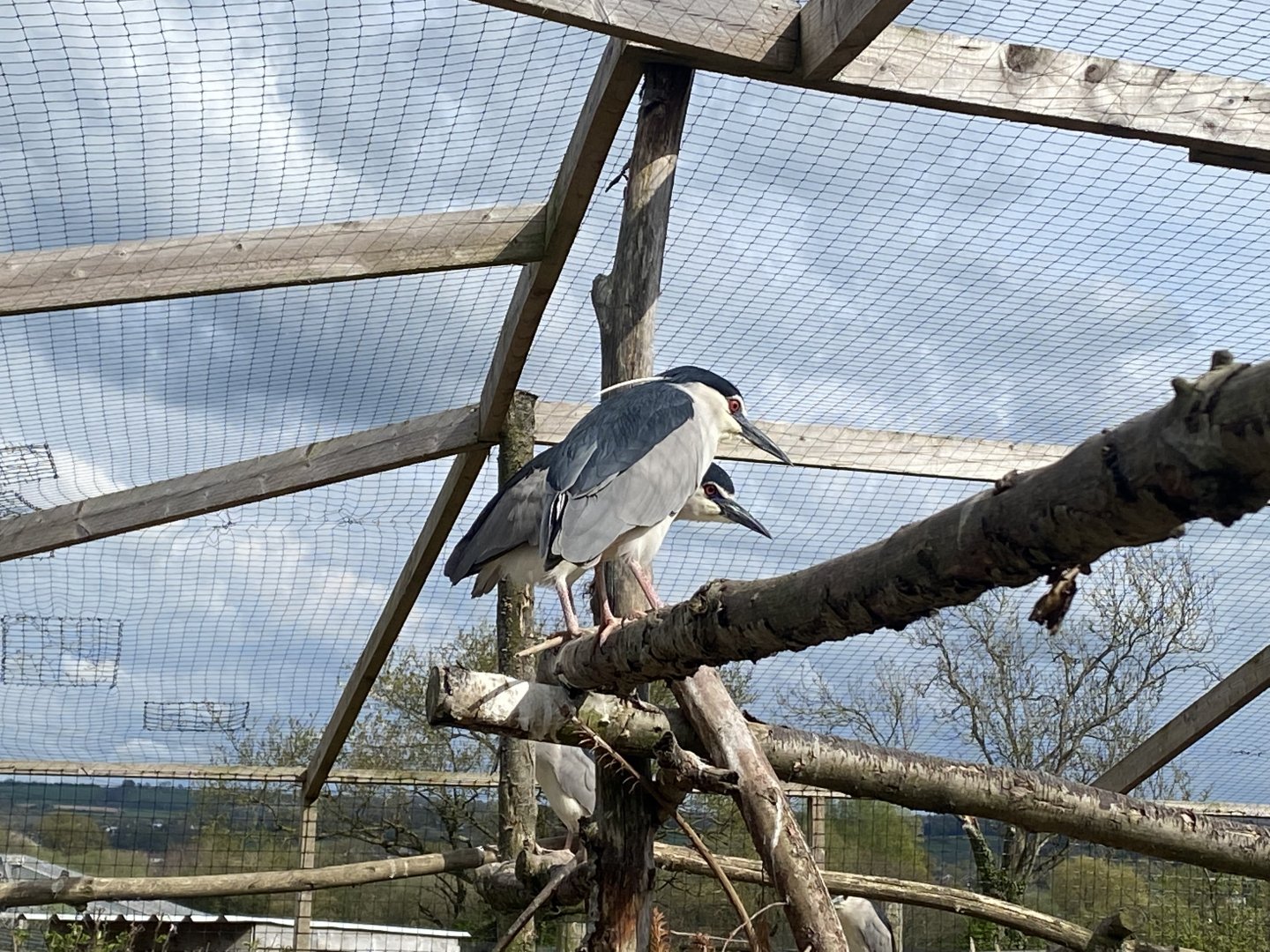 Black-crowned night heron 190422