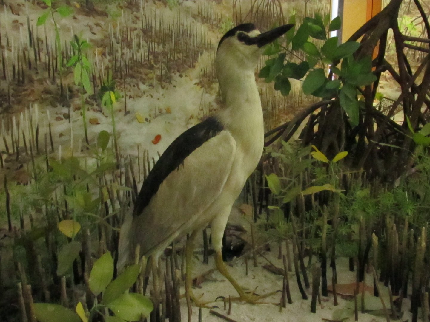 Black Crowned Night Heron 2