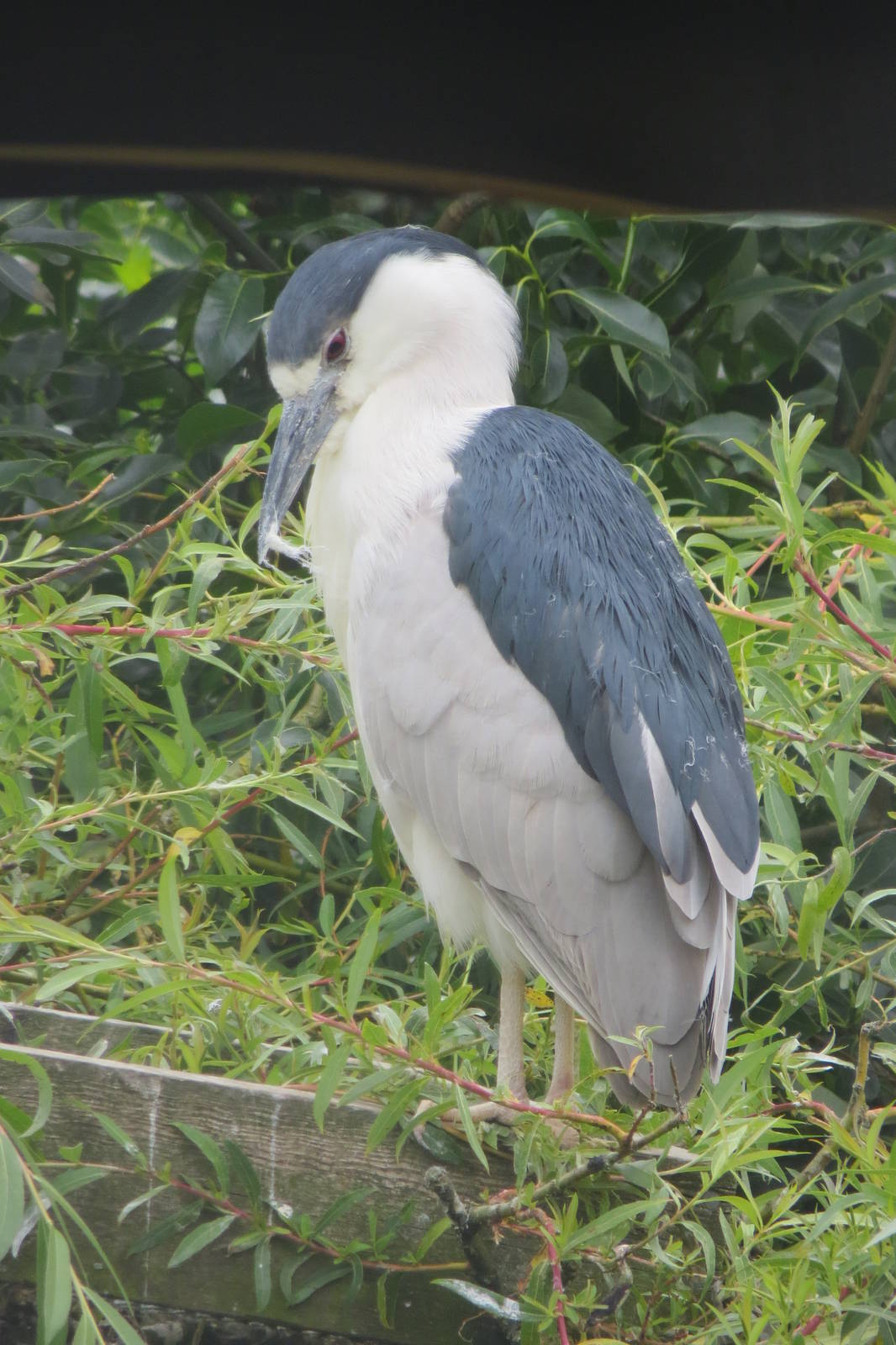 Black-crowned Night Heron 200713