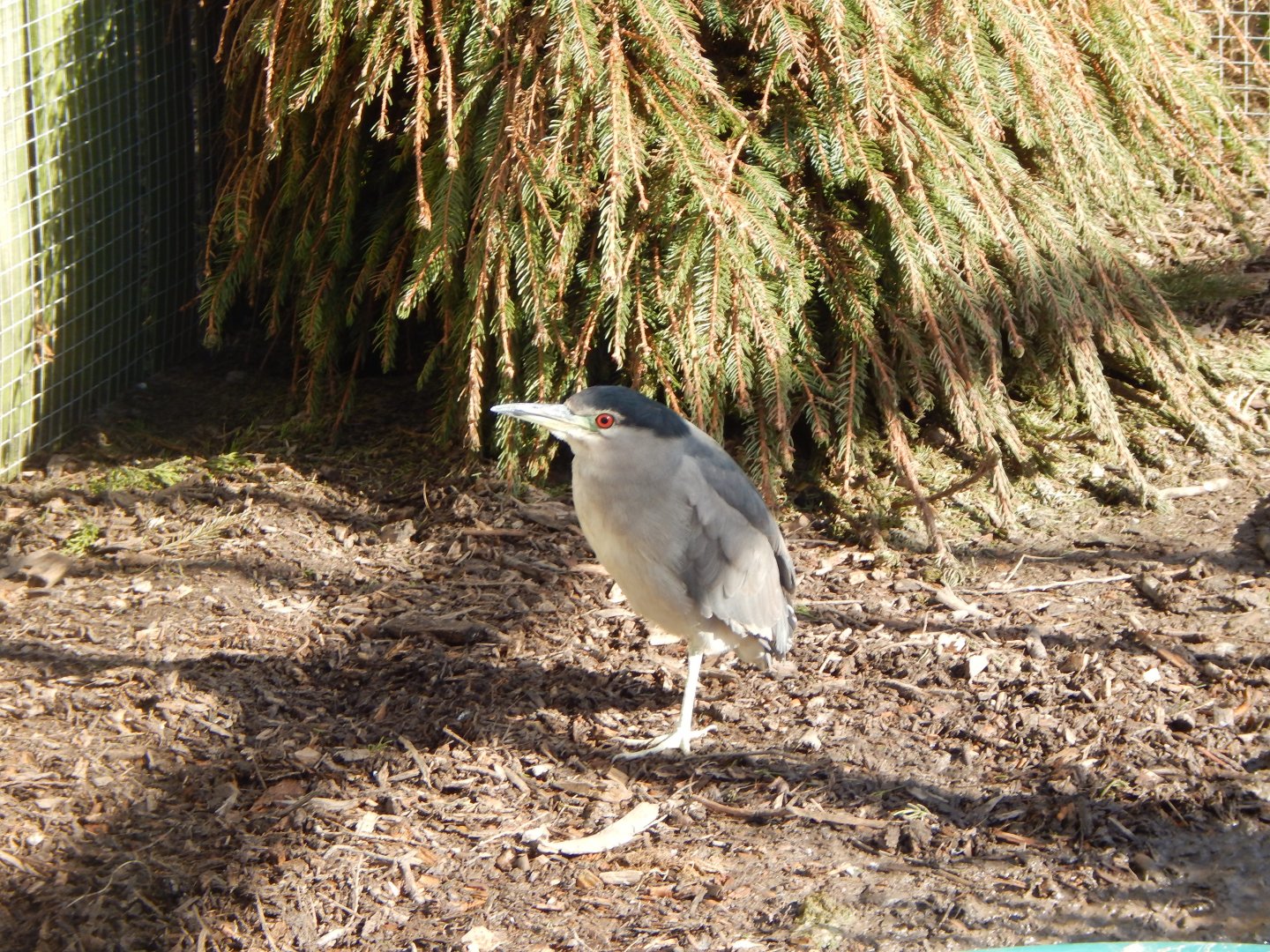 Black-crowned night heron 250222