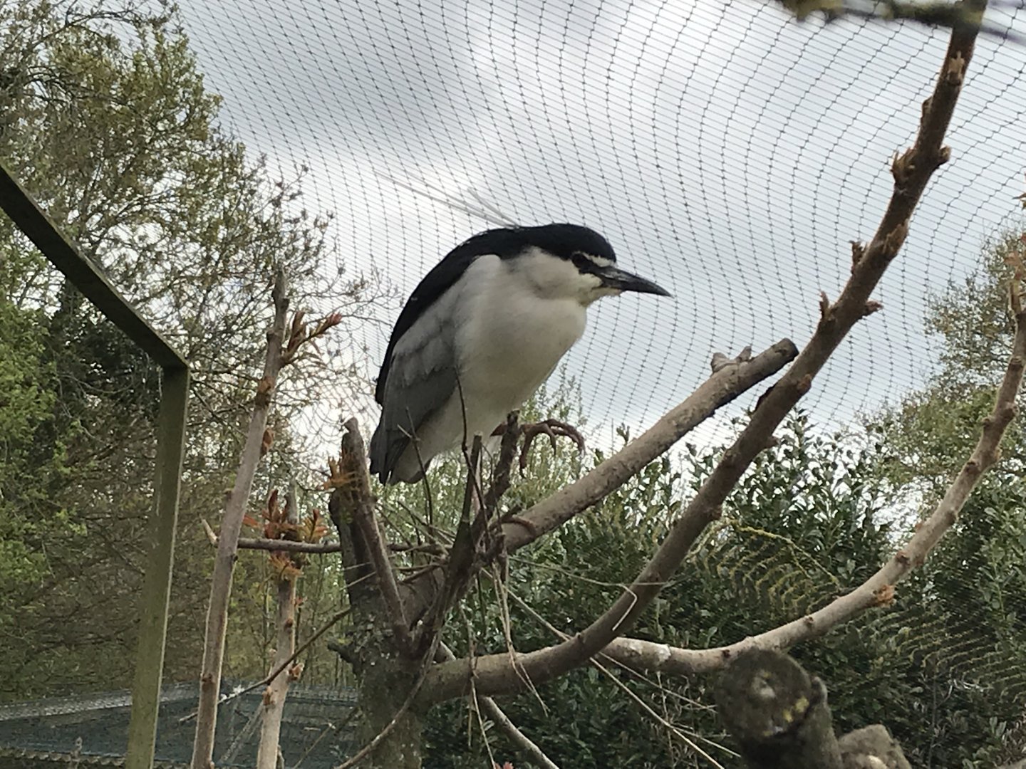 Black-crowned night heron 280418