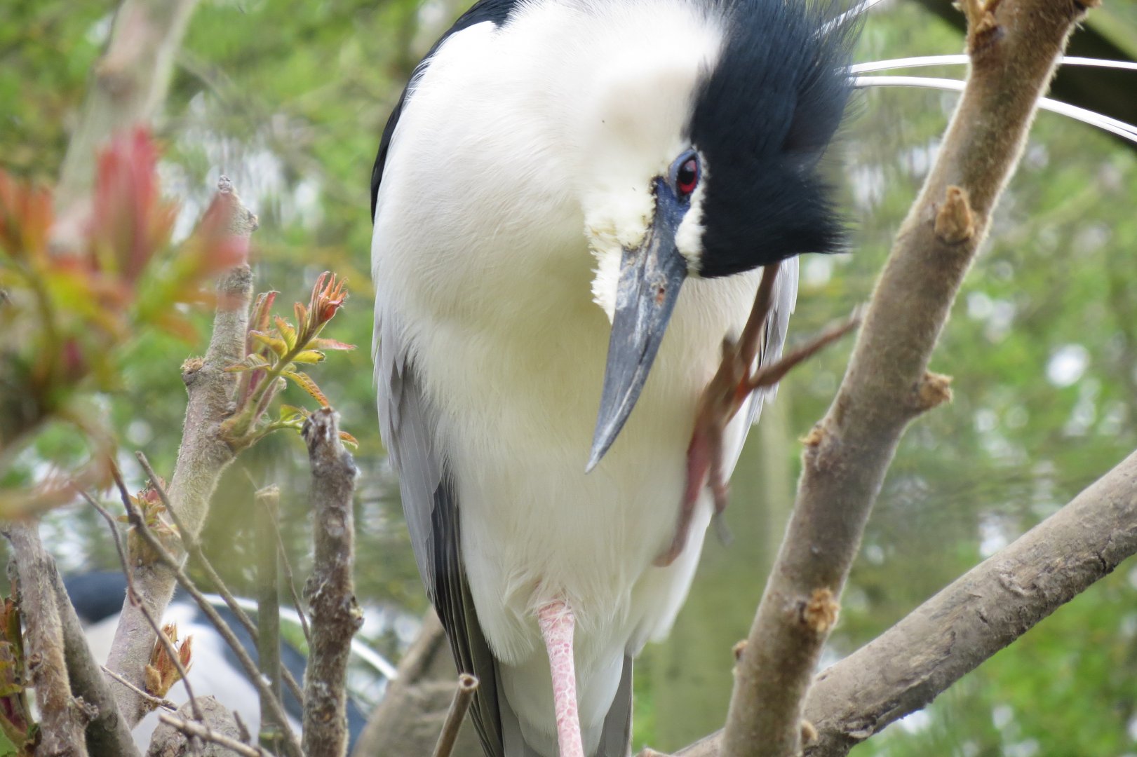 Black-crowned night heron 280418