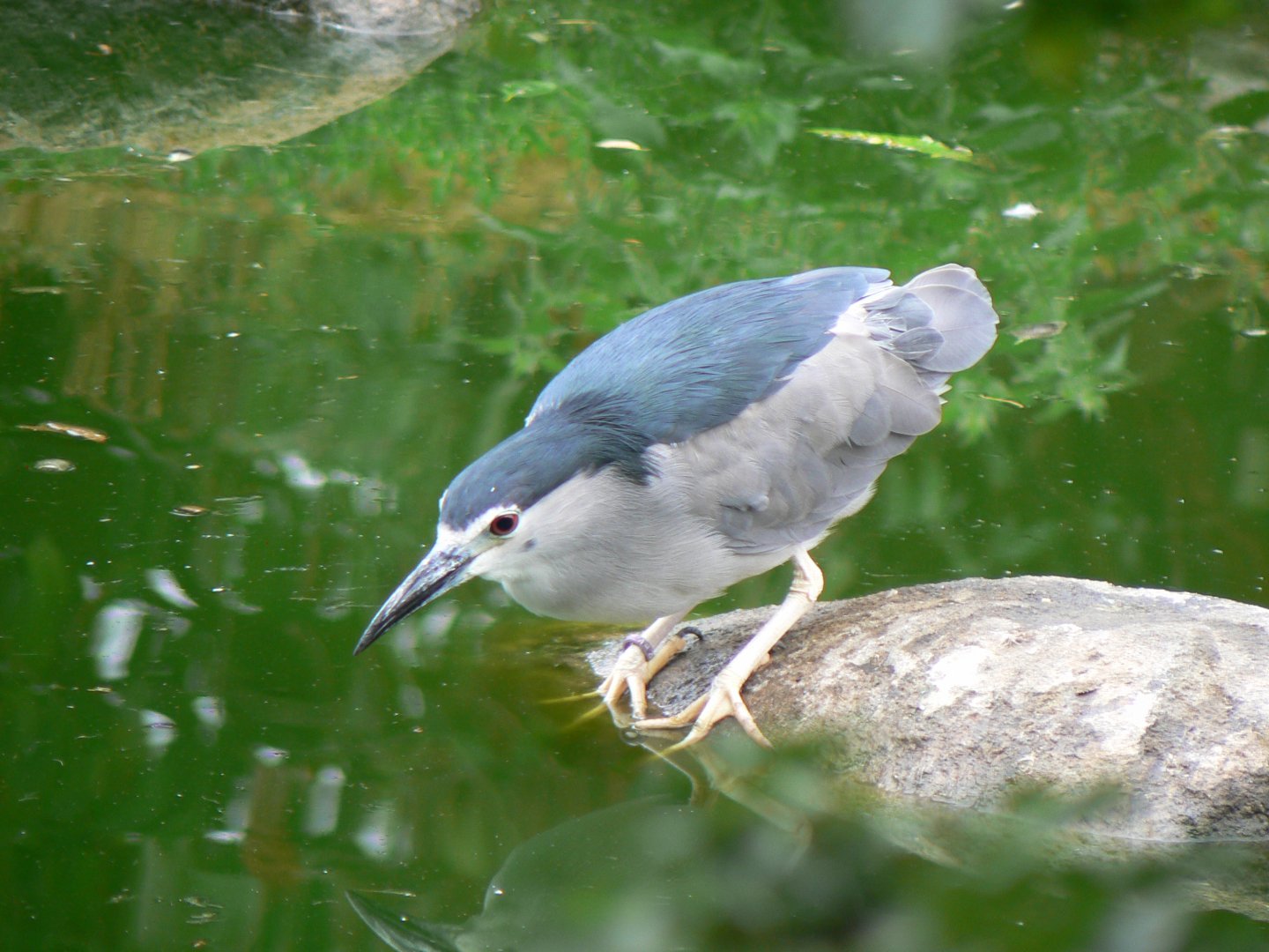 Black-crowned Night Heron - 29 July 2018