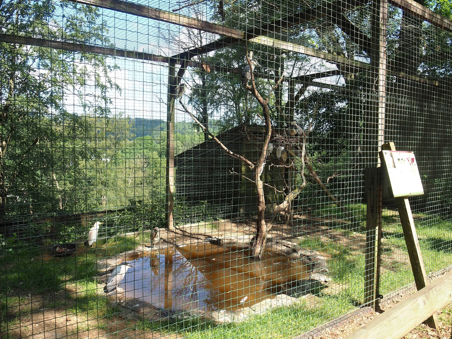 Black-crowned night heron and Western cattle egret aviary, 2023-06-24
