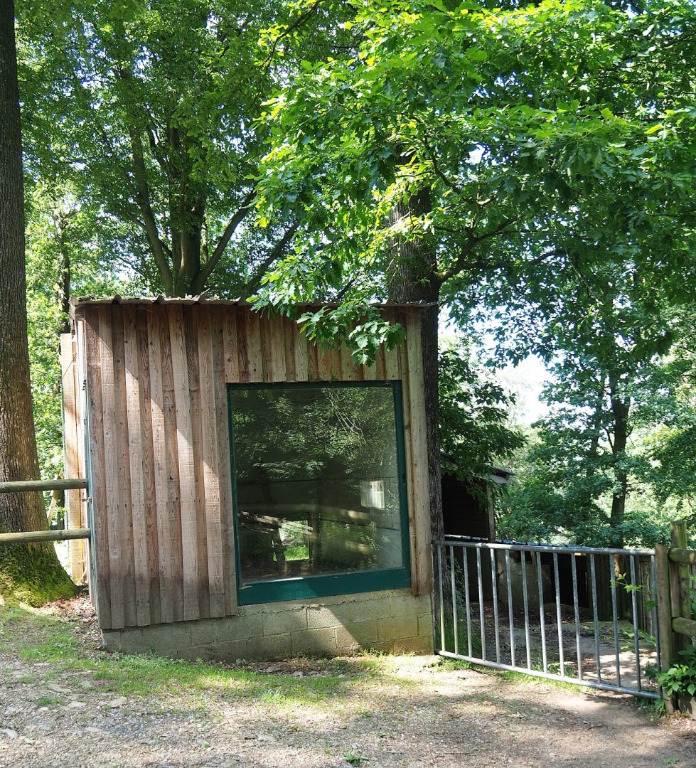 Black-crowned night heron and Western cattle egret barn, 2023-06-24