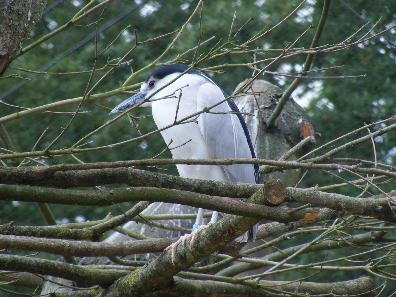 Black-crowned night heron at Birdworld, 1 July 2011
