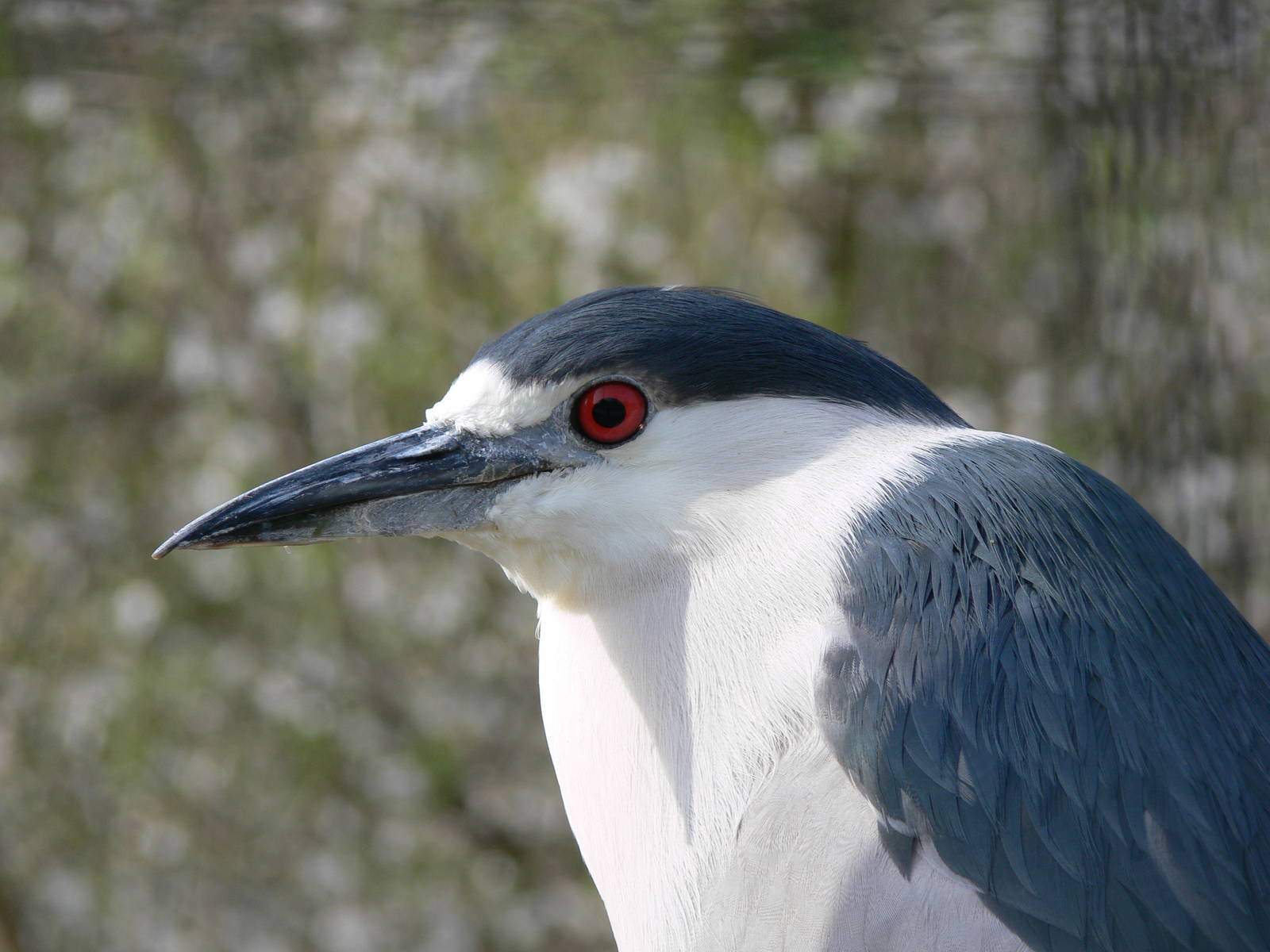 Black-Crowned Night Heron at Blackpool Zoo, 30/03/14