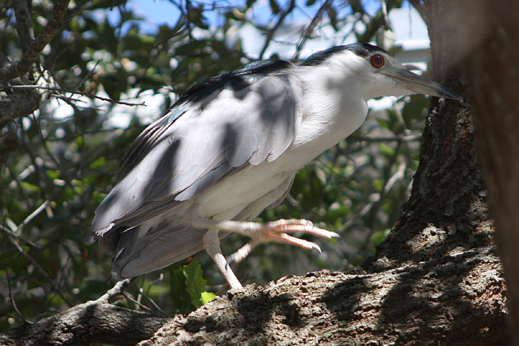 Black Crowned Night Heron at Indian Shores, Fl.