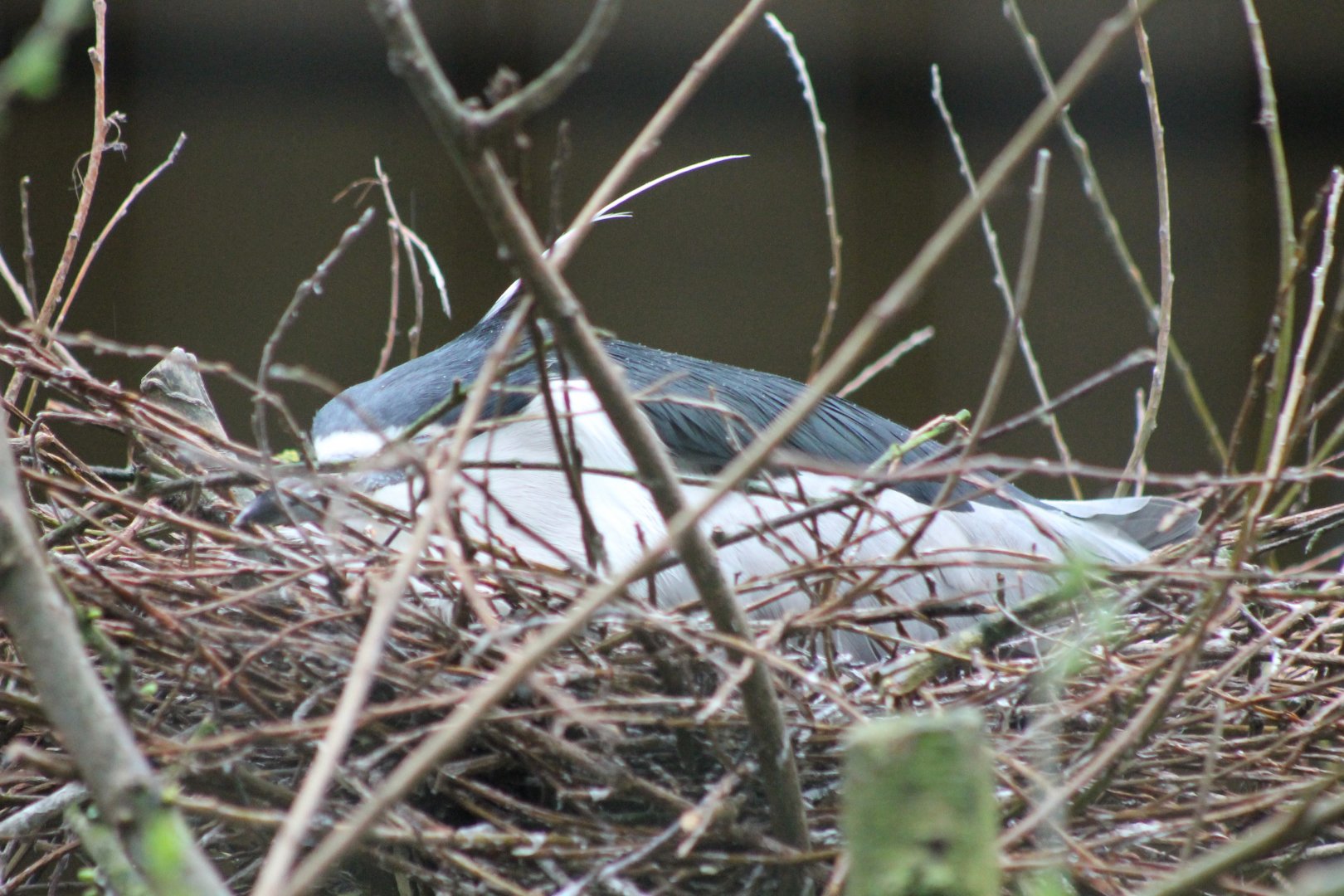 Black-crowned night-heron at the nest