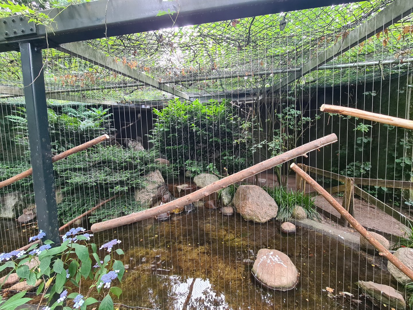 Black-crowned night heron aviary