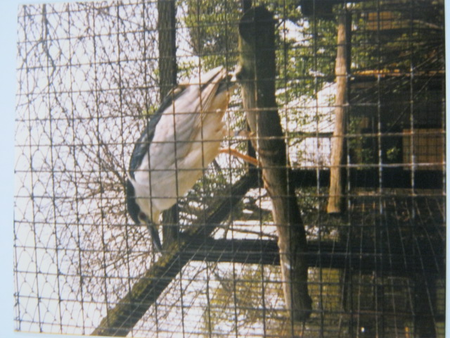 Black-Crowned Night Heron Basildon Zoo 1989.