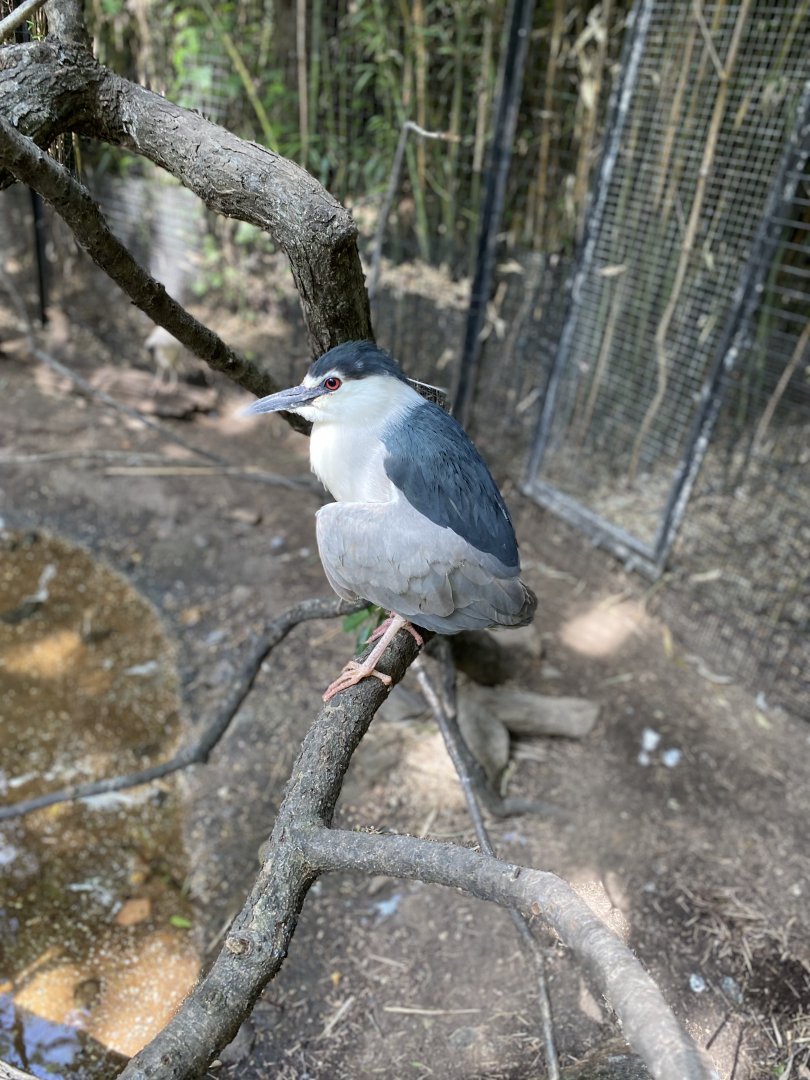 Black-Crowned Night Heron - Bronx Zoo