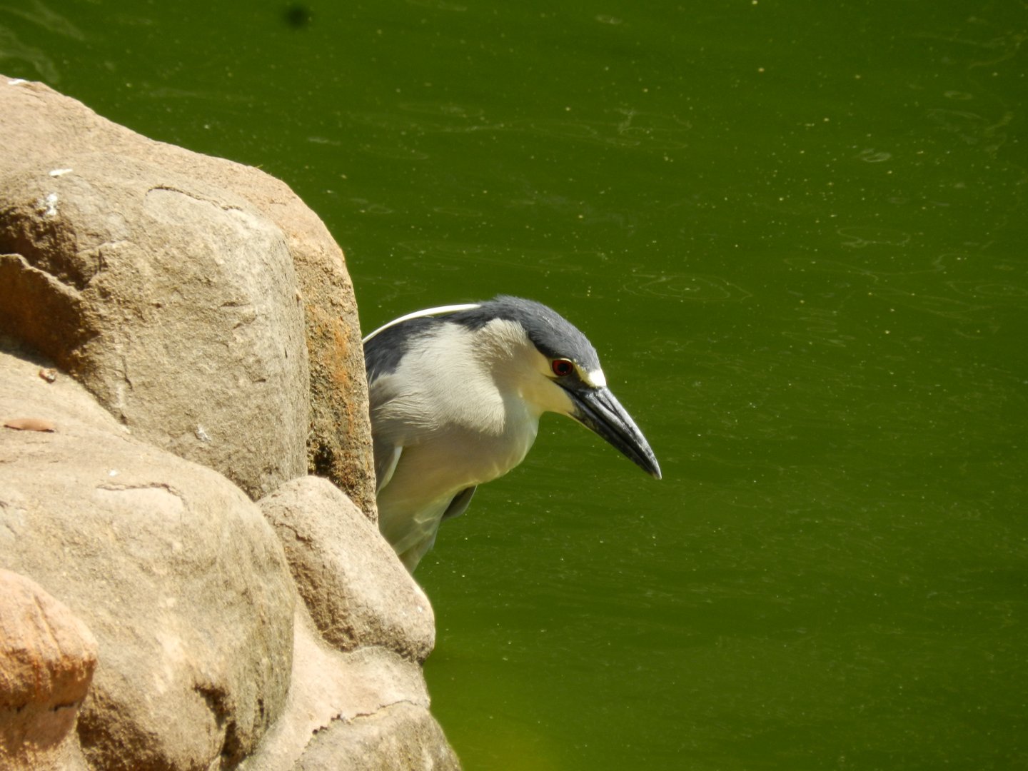 Black-crowned night-heron - Campinas zoo (BDJ)