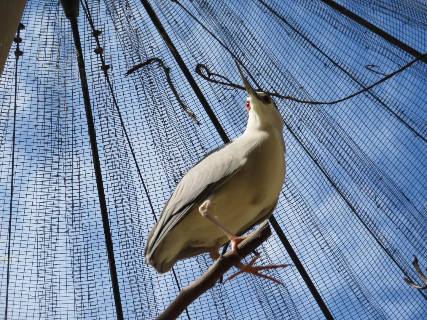 Black-crowned Night Heron (Captive)