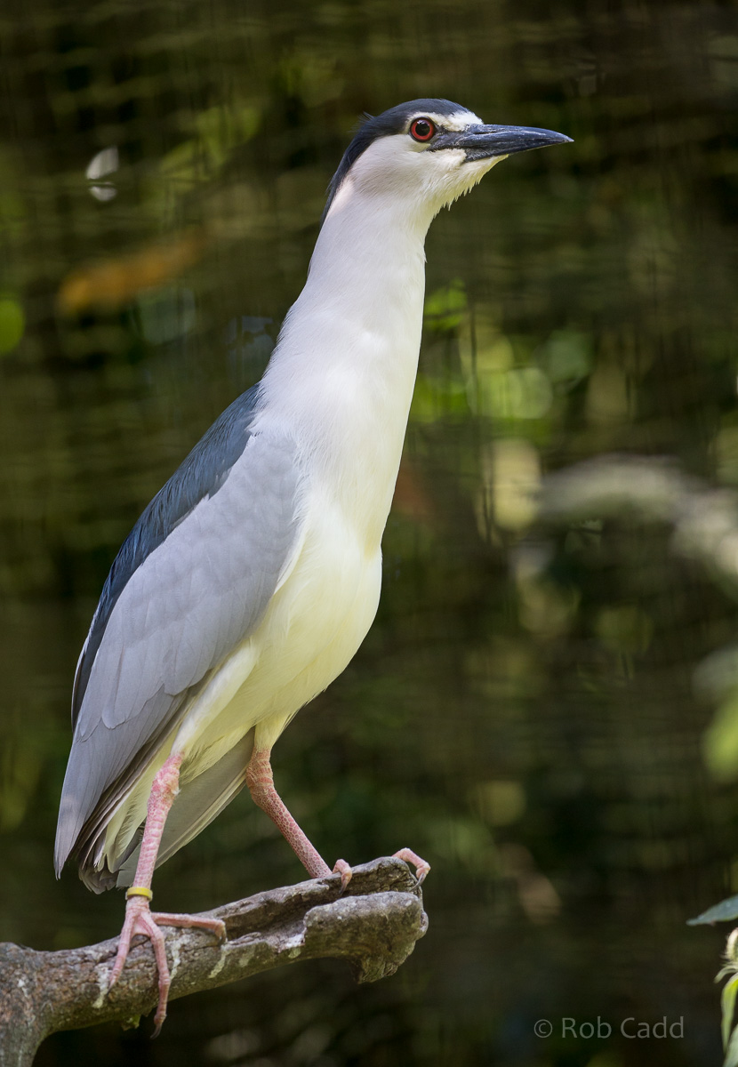 Black-crowned night heron : Cotswold WP : 19 Jul 2015