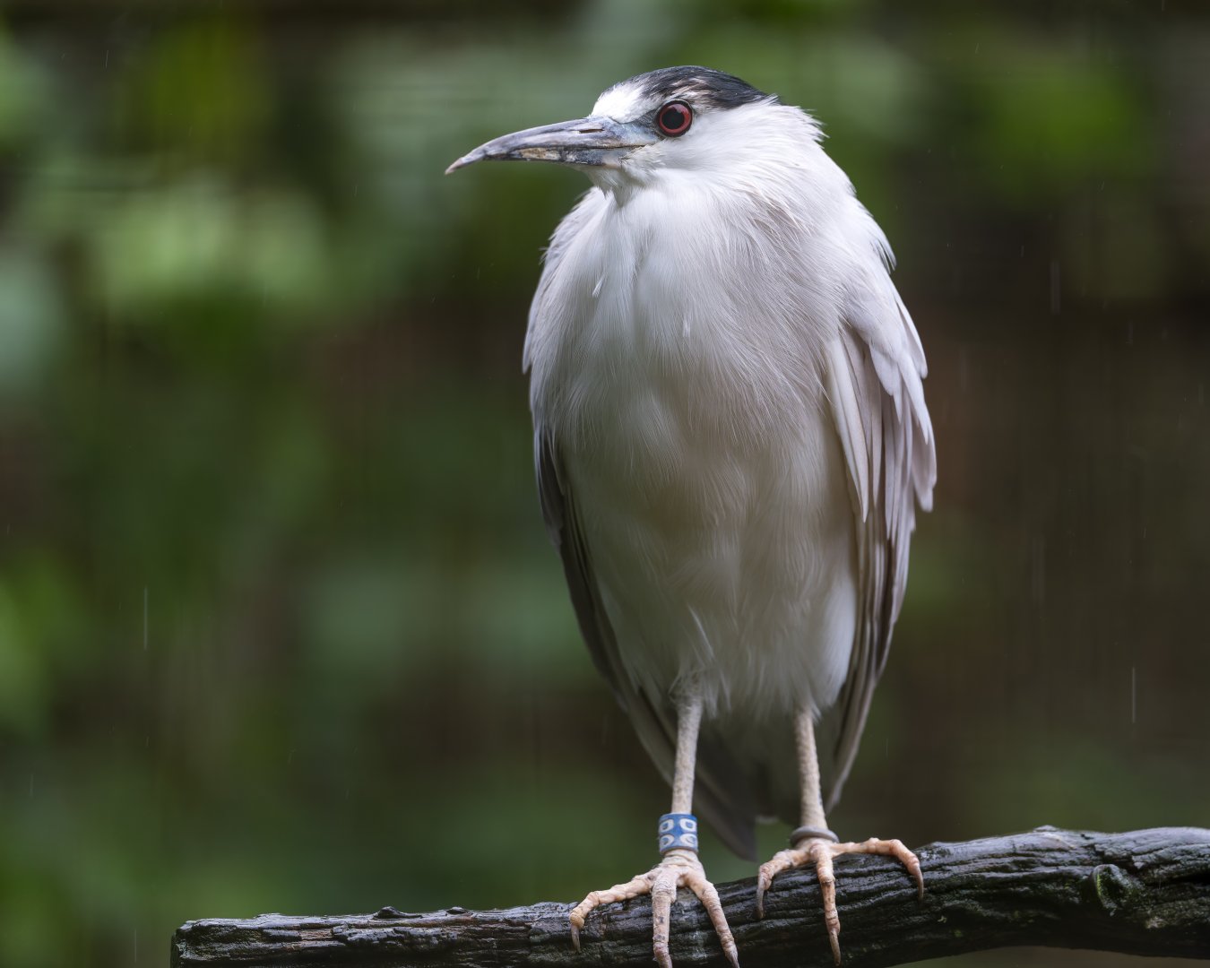 Black Crowned Night Heron, CWP, UK