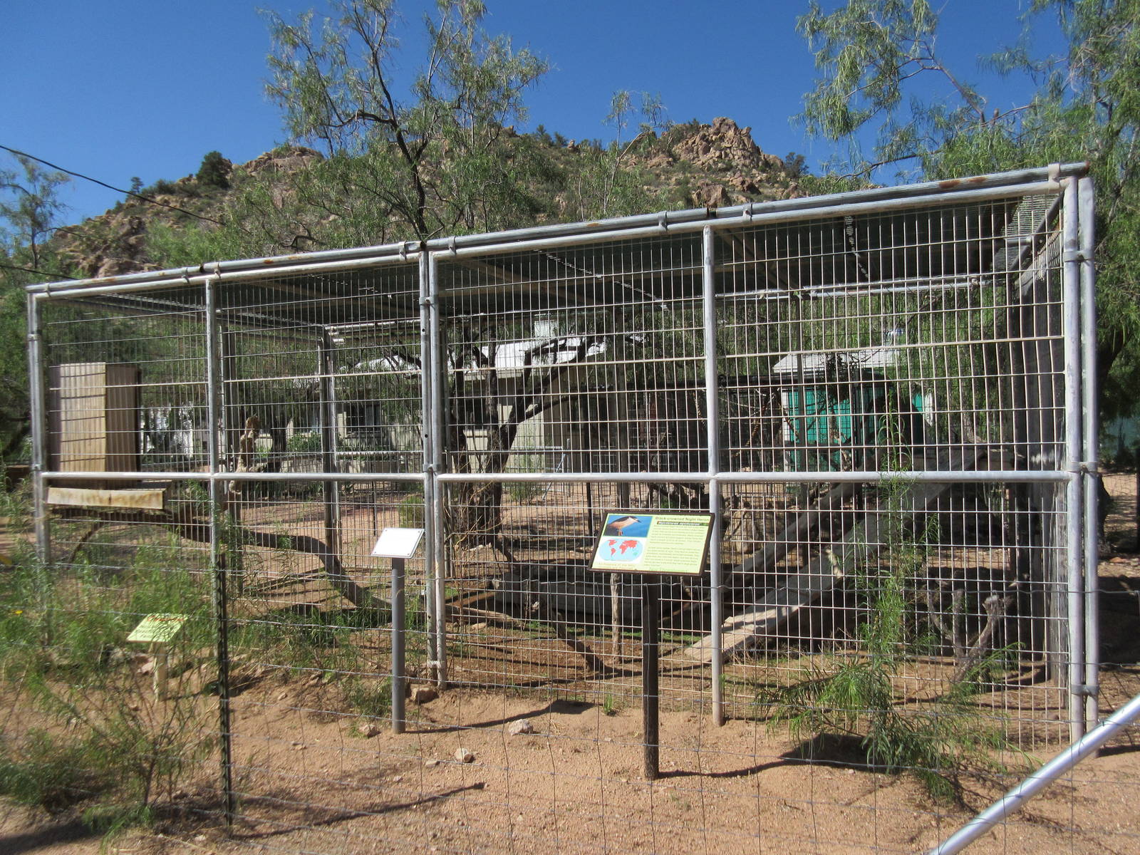 Black-Crowned Night Heron Exhibit