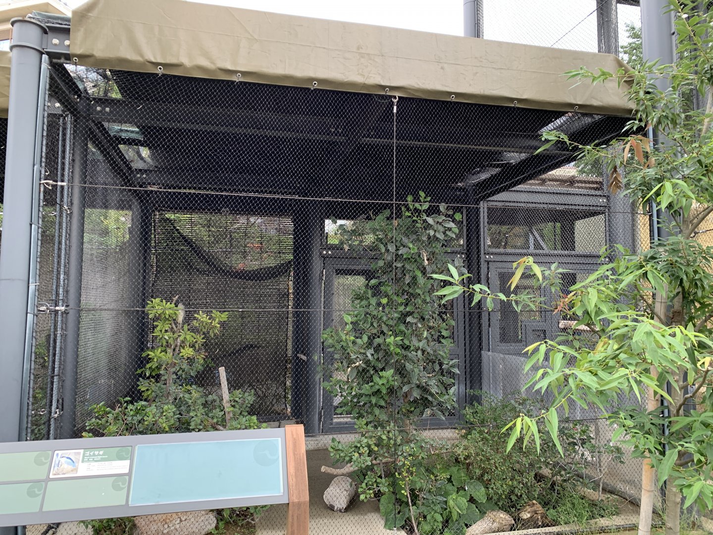 Black-crowned Night-heron Exhibit