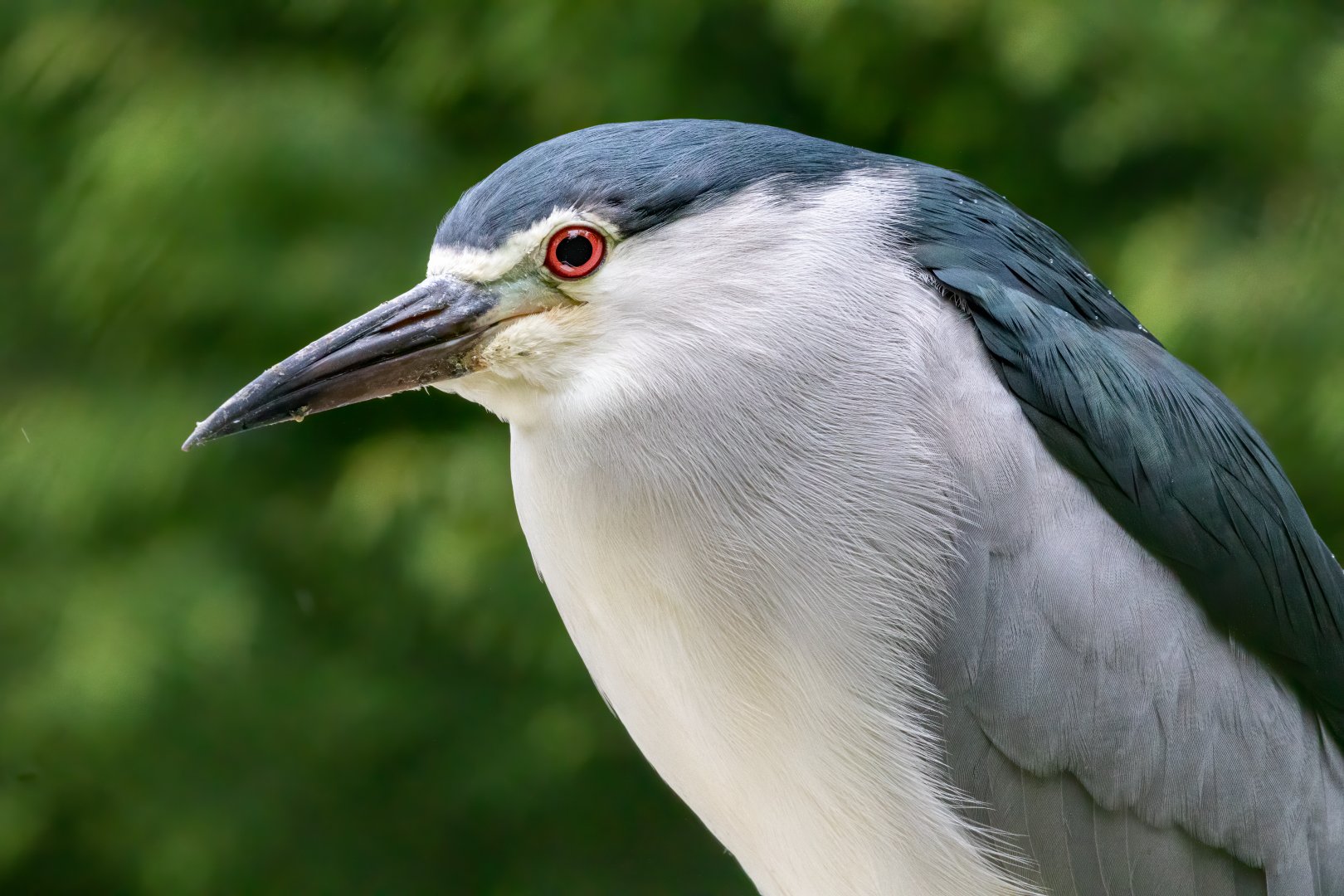 Black-crowned night heron / Exmoor Zoo / 7-9-20