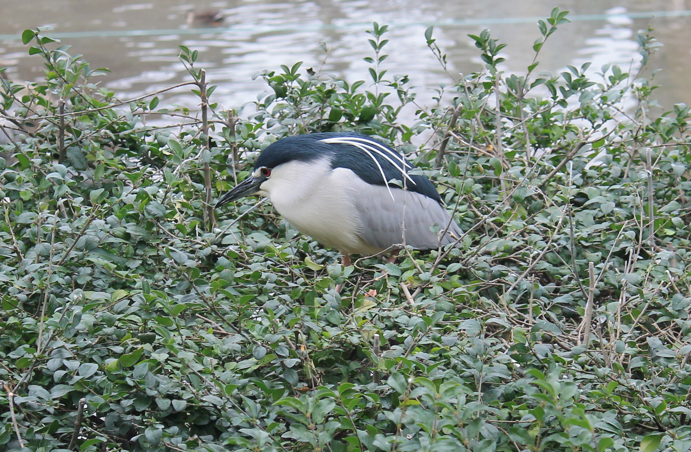 Black-crowned Night Heron, Flight Aviary