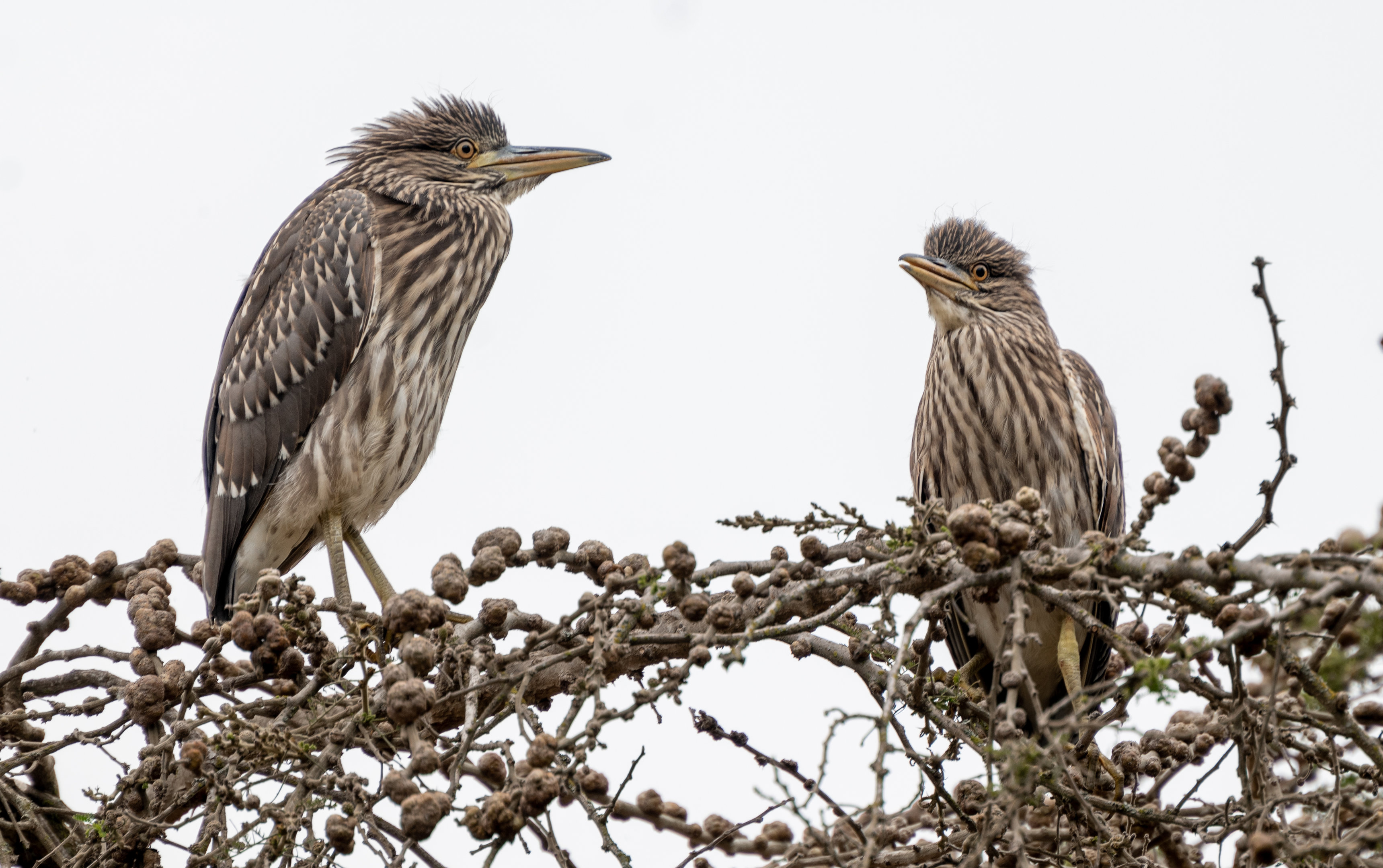 Black Crowned Night Heron juveniles (wild)