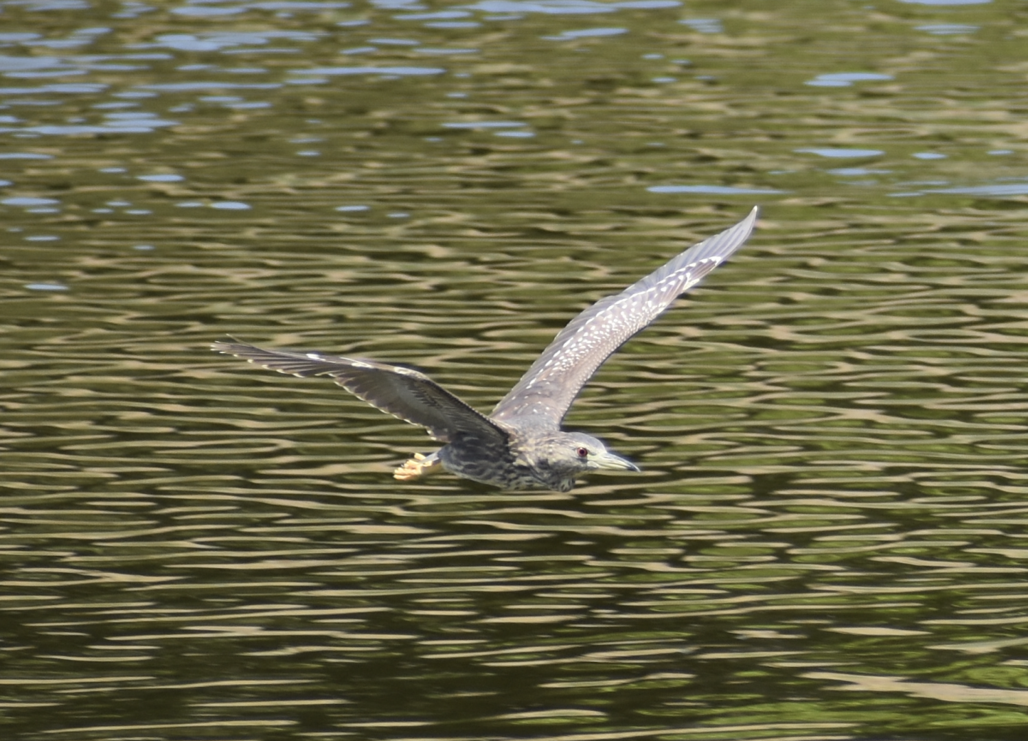 Black Crowned Night Heron ~ Kasai Rinkai Bird Sanctuary