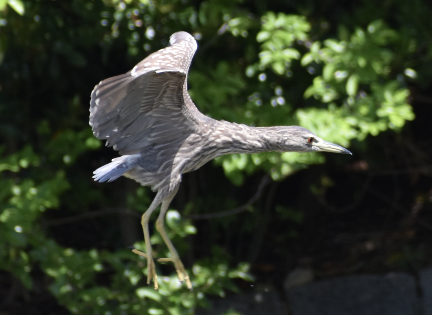 Black Crowned Night Heron ~ Kasai Rinkai Bird Sanctuary